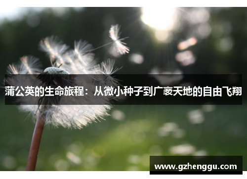 蒲公英的生命旅程:从微小种子到广袤天地的自由飞翔 蒲公英的生命旅程:从微小种子到广袤天地的自由飞翔