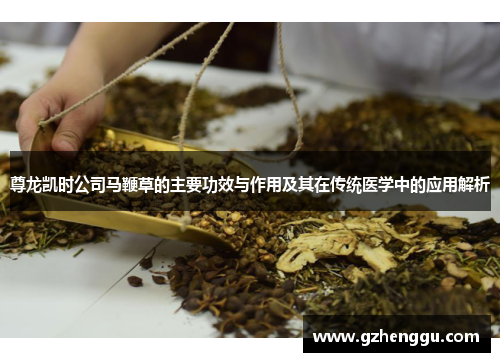 尊龙凯时公司马鞭草的主要功效与作用及其在传统医学中的应用解析 尊龙凯时公司马鞭草的主要功效与作用及其在传统医学中的应用解析